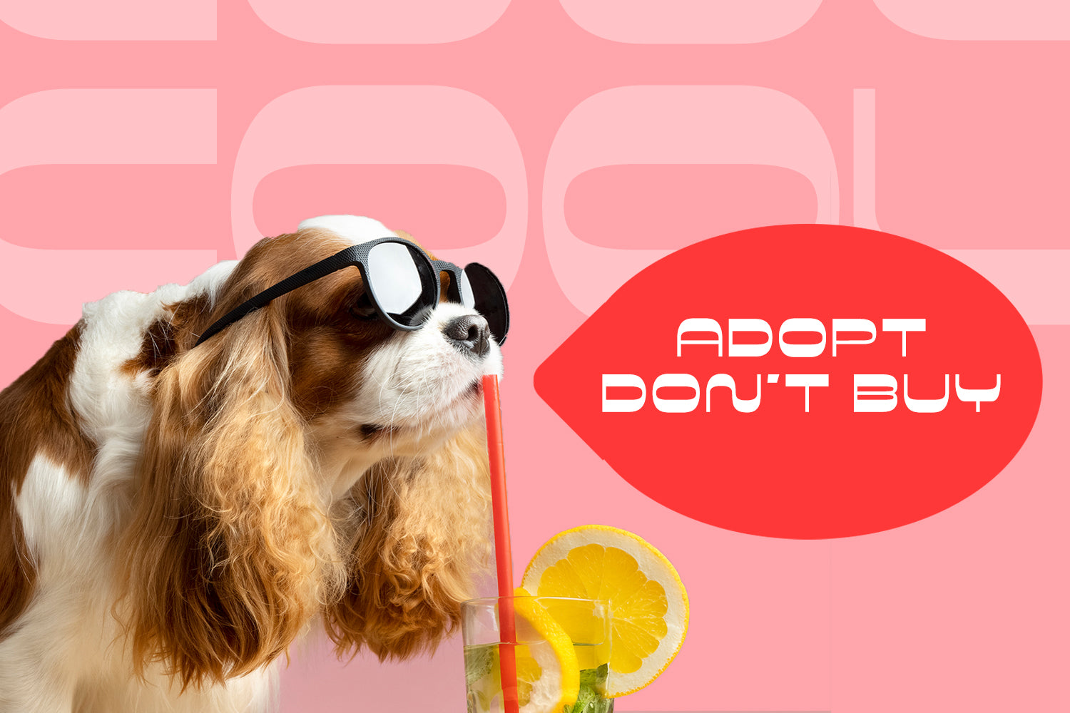 Braxto Display Typeface